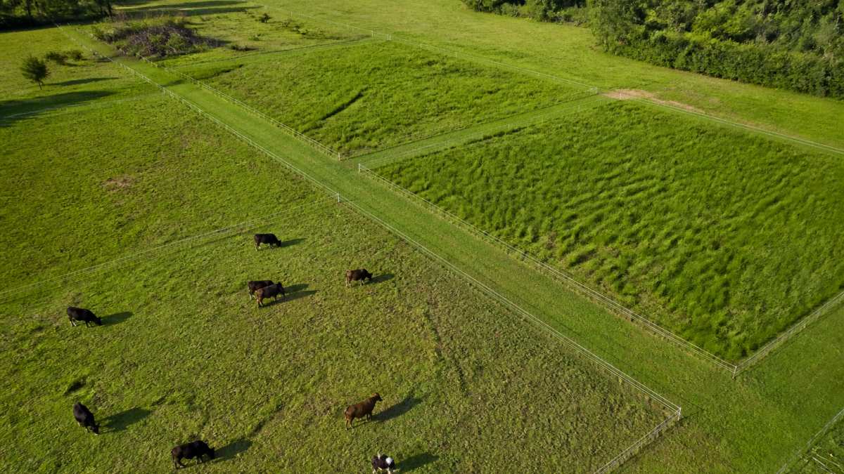 Overhead view of small pasture divided into green paddocks with white electric fencing and cattle grazing in one section while adjacent sections show rested grass