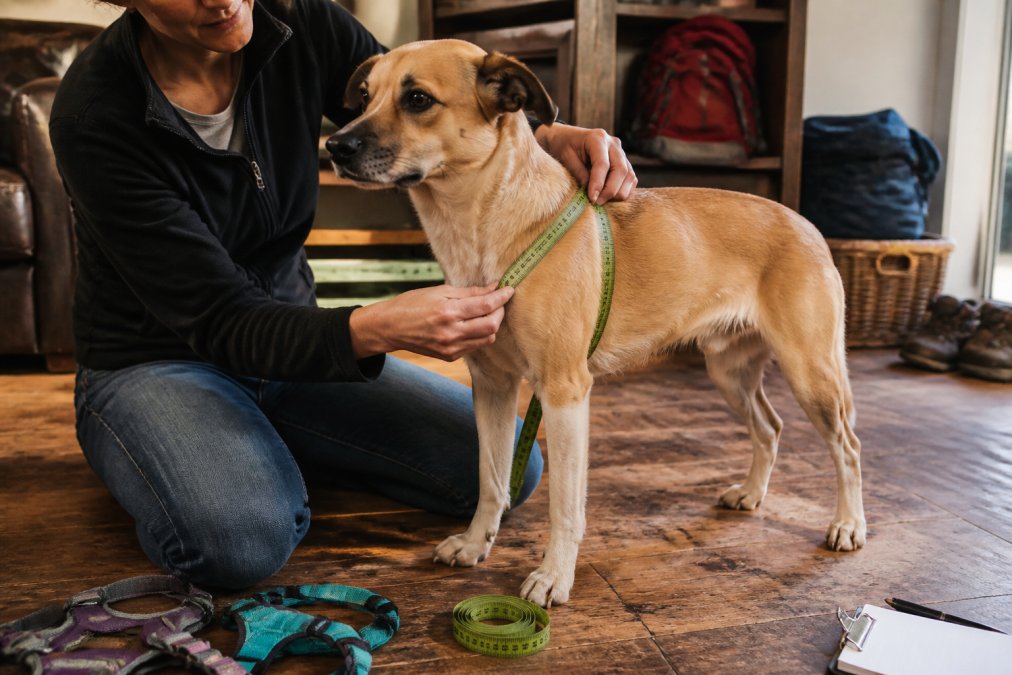 Person kneeling to measure dog harness size around the chest of a calm dog on a wooden floor