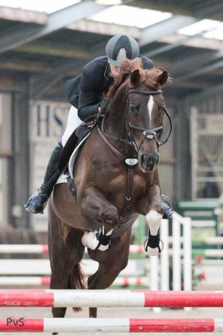 How to Measure a Horse for Saddle Fit: 7-Step Guide