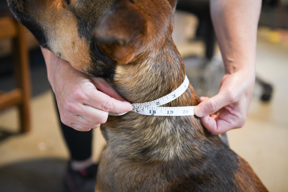 How to Measure Dog Neck for Collar: Sizing Guide