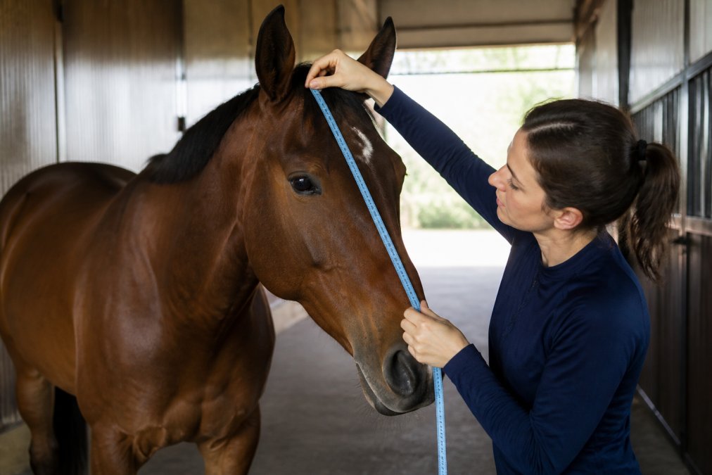 A person holding a flexible cloth measuring tape around a calm horse's head in a clean barn aisle, measuring from the poll down toward the noseband, with natural light coming through the barn doors