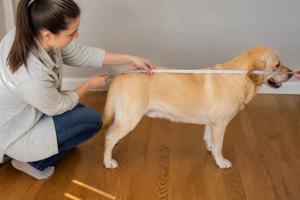 Dog owner using a fabric tape measure to measure their dog from the tip of the nose to the base of the tail, with the dog standing calmly on a hardwood floor in natural light