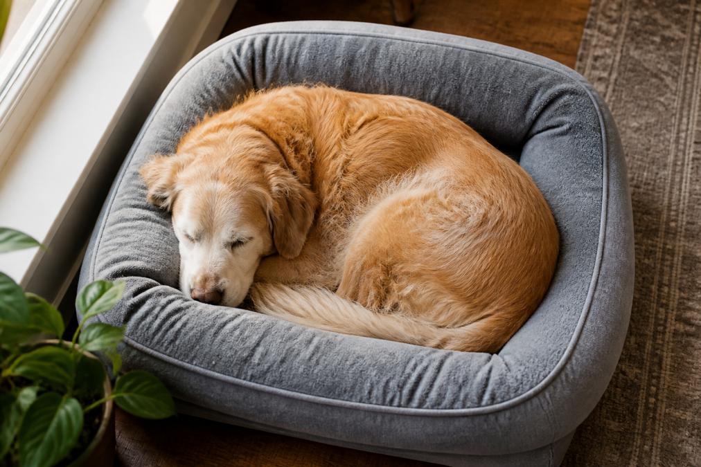 Overhead view of a senior golden retriever curled up in a gray orthopedic bolstered bed, demonstrating a nesting sleeping position with soft morning light from a window, showing the dog's head resting on the raised edge