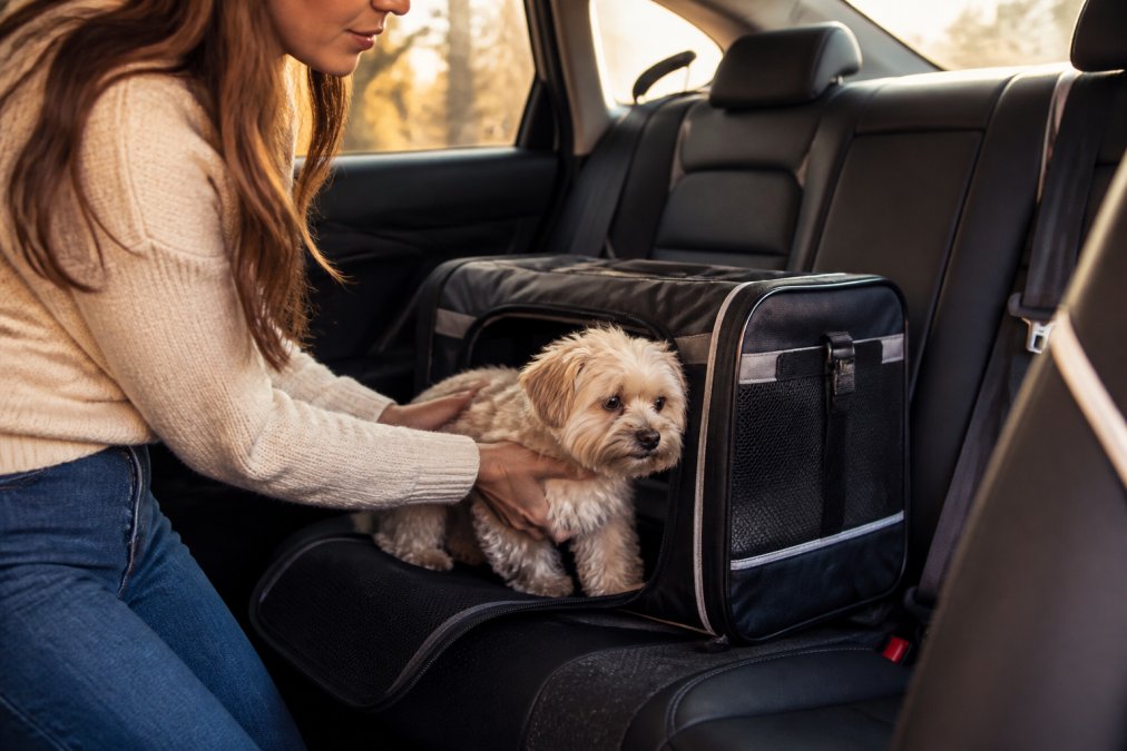 A person placing a small dog into a soft-sided expandable pet carrier on the back seat of a car, carrier door open and reflective trim visible, late afternoon light