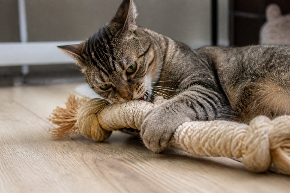 Diagram of reinforced sisal weave used in durable cat toys for aggressive chewers