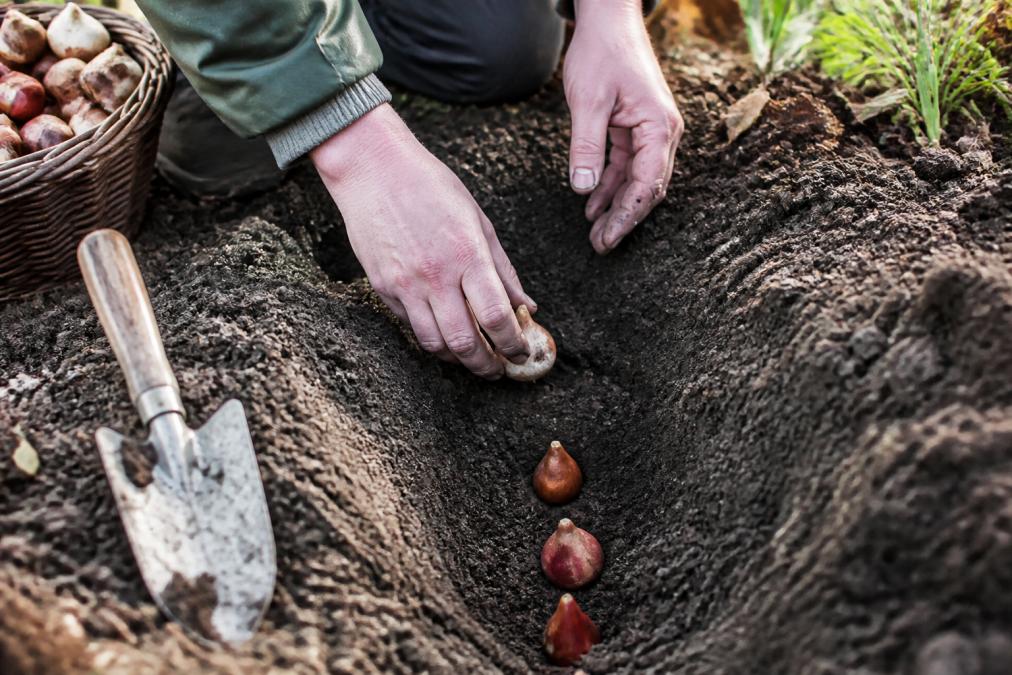 A gardener's hands placing daffodil and tulip bulbs at different depths in a prepared planting hole, with a trowel and loose soil visible in soft morning light