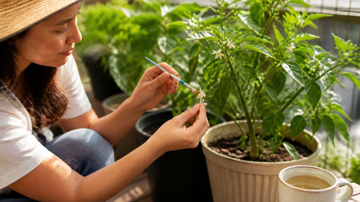 How to Pollinate Peppers in Containers: A Step-by-Step Guide