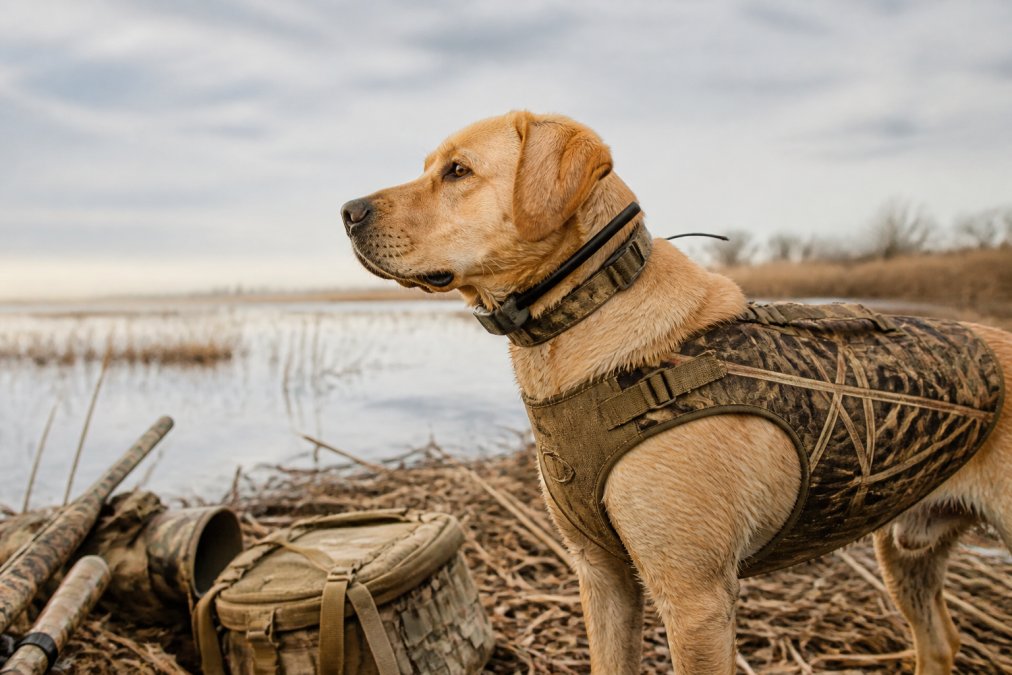 Hunting dog wearing protective gear and collar in outdoor field setting, ready for the hunt with natural lighting