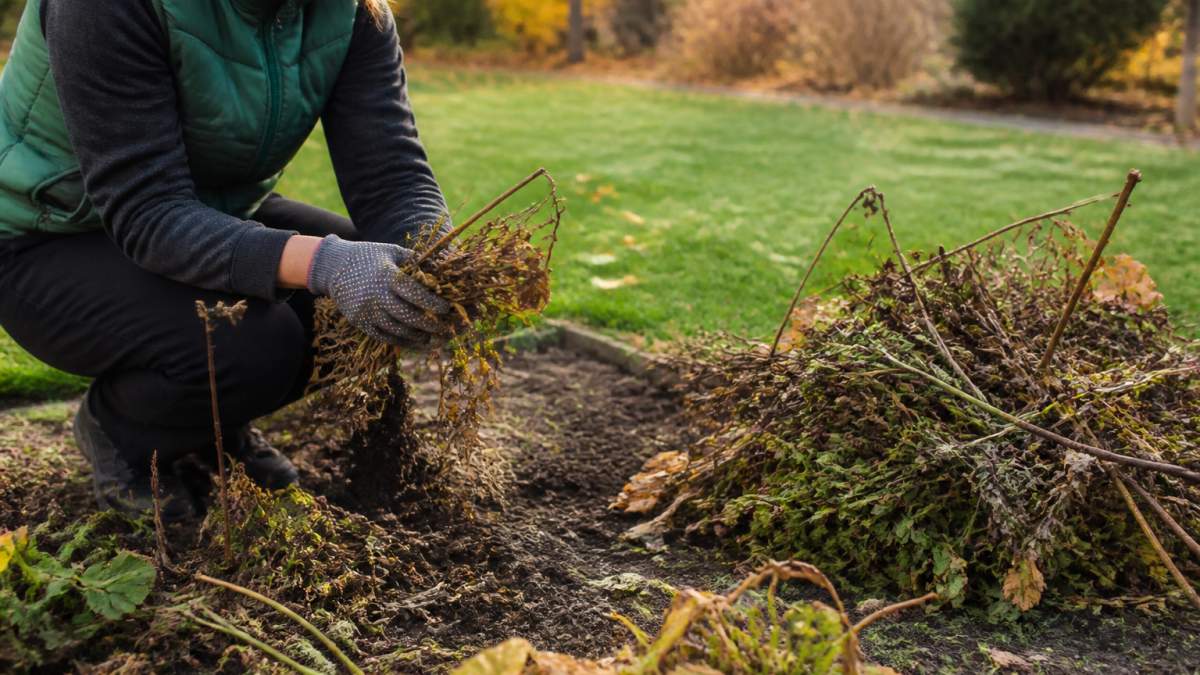 Gardener removing dead plant stems and debris to prepare garden beds for winter on an autumn morning.