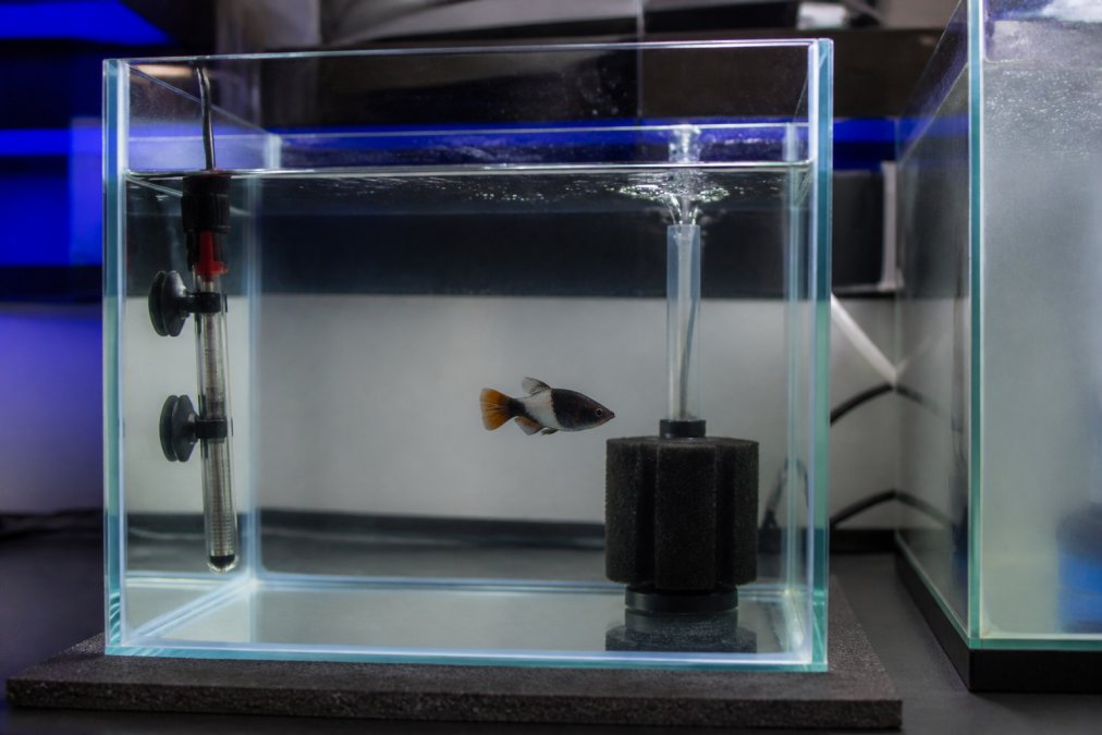 A healthy saltwater fish swimming in a quarantine tank to help you learn how to prevent fish disease introduction.