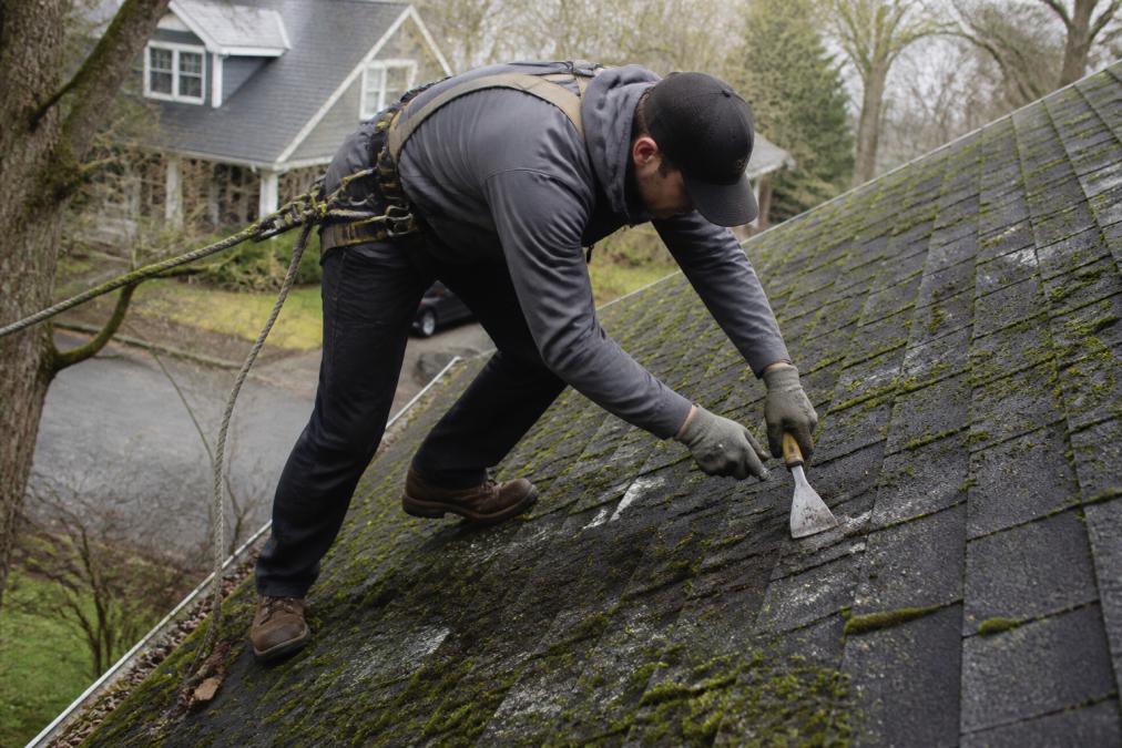 Professional roofer wearing safety harness and protective gear carefully removing moss from north-facing asphalt shingle roof with safe hand tools, moss visible on weathered shingles