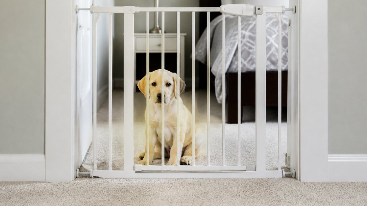 Infographic showing how to prevent pet stains on new carpet using a pet gate to restrict puppy access to rooms.