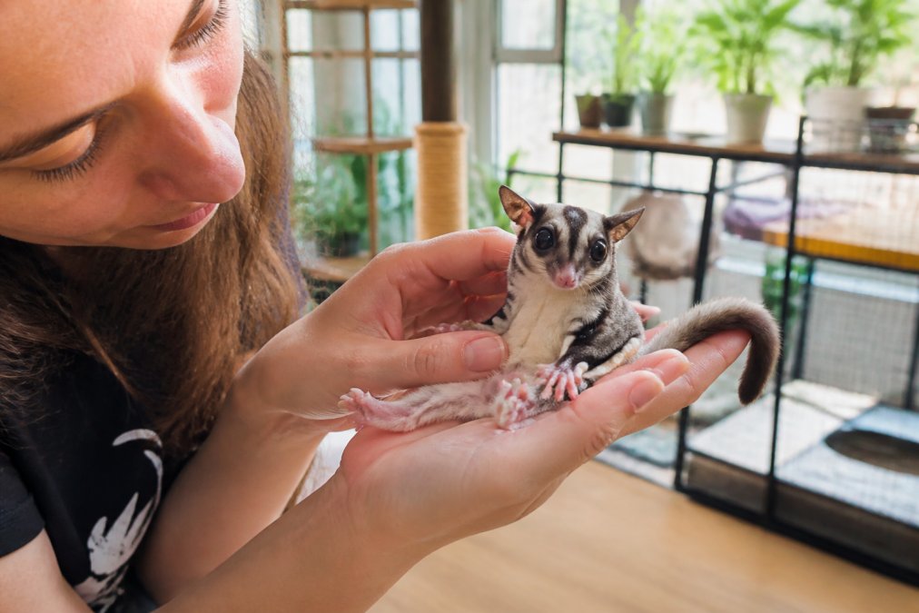 Person gently examining a sugar glider's posture to check for signs of hind leg paralysis.