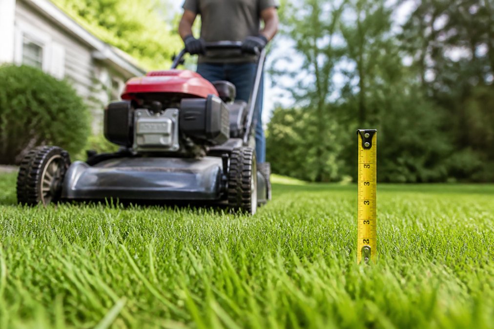 A homeowner using a push mower on a thick, healthy green lawn at the correct cutting height, with a measuring tape visible near the grass blades to show proper height