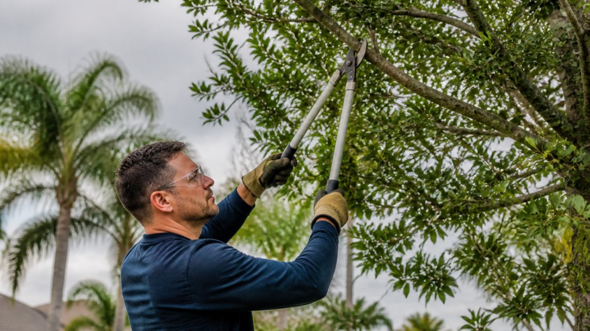 How to Prune Trees During Hurricane Season