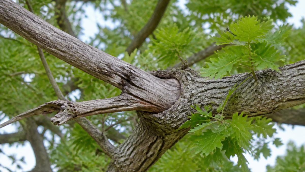 Close-up of tree branch showing dead wood with gray bark, weak branch attachment point, and healthy green growth on a mature oak tree in natural daylight