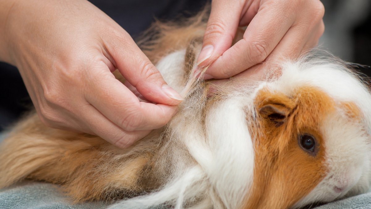 Close-up of hands gently working through a matted section of long fur on a small pet with fingers, showing the finger separation technique before using tools