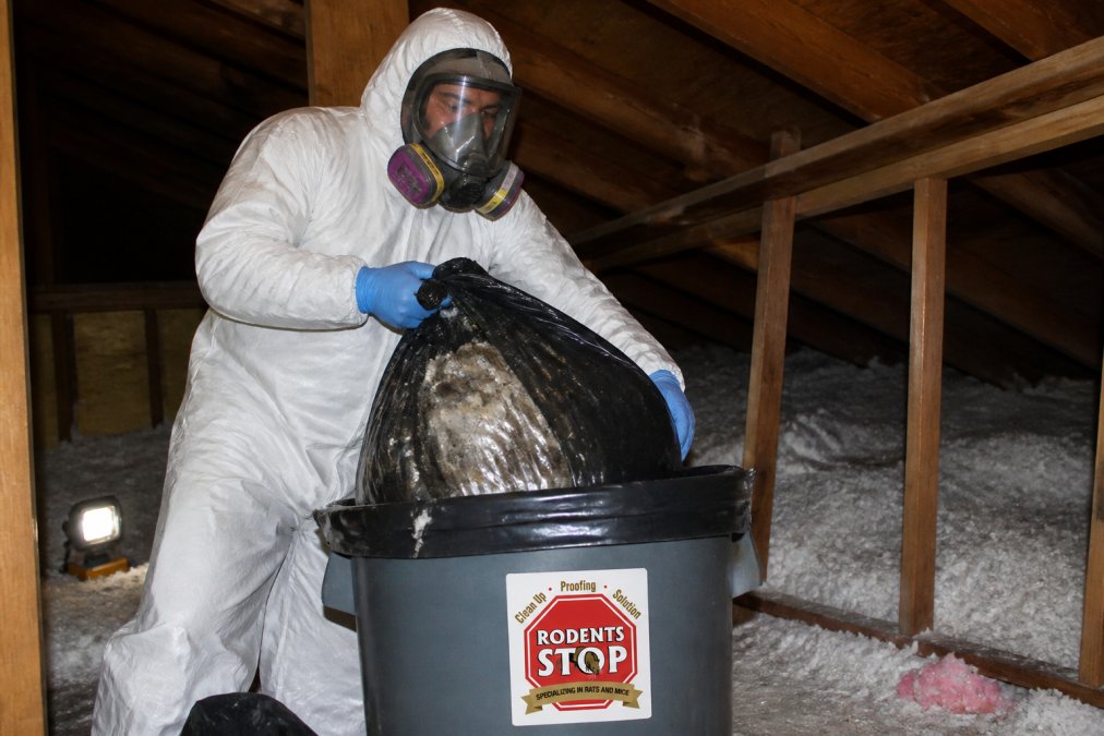 A gloved worker wearing a full-face respirator and protective suit carefully placing a black garbage bag filled with contaminated insulation into a larger waste container in a dimly lit attic