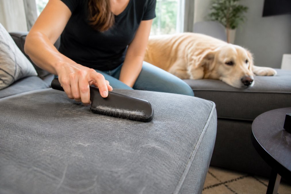 Person using a rubber tool to lift stubborn pet hair from a fabric sofa cushion while a dog rests nearby