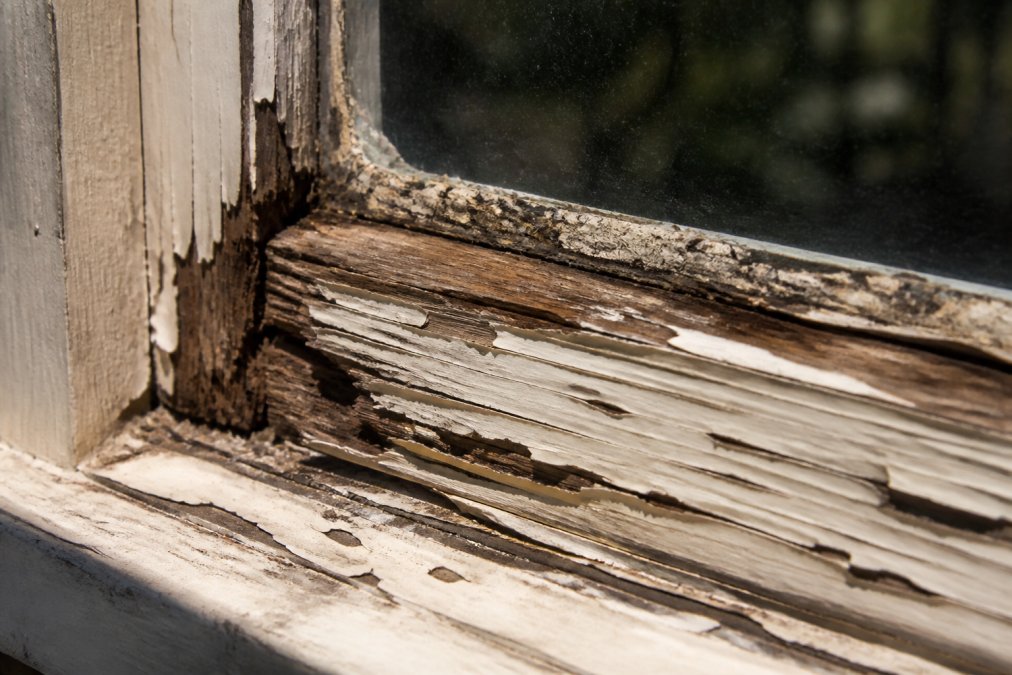 Close-up of deteriorated timber window frame showing flaking paint, wood rot discolouration, and damaged glazing putty with natural daylight highlighting decay areas