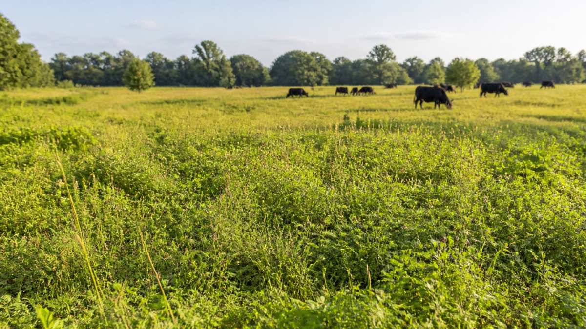 How to Restore Pasture Without Tilling