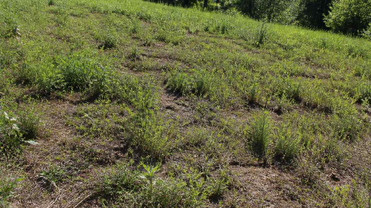 Close-up of overgrown pasture field showing sparse forage coverage, bare soil patches, and dense weed growth across sloped terrain in afternoon light