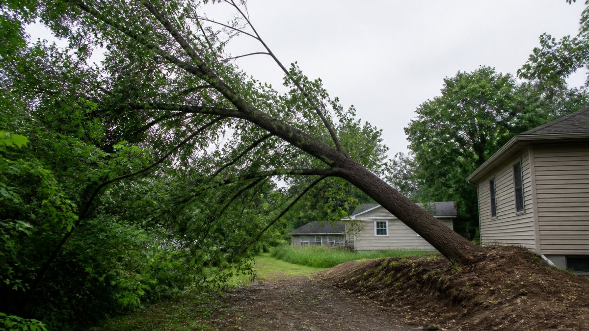 How to Safely Remove Leaning Trees: A 2026 Guide
