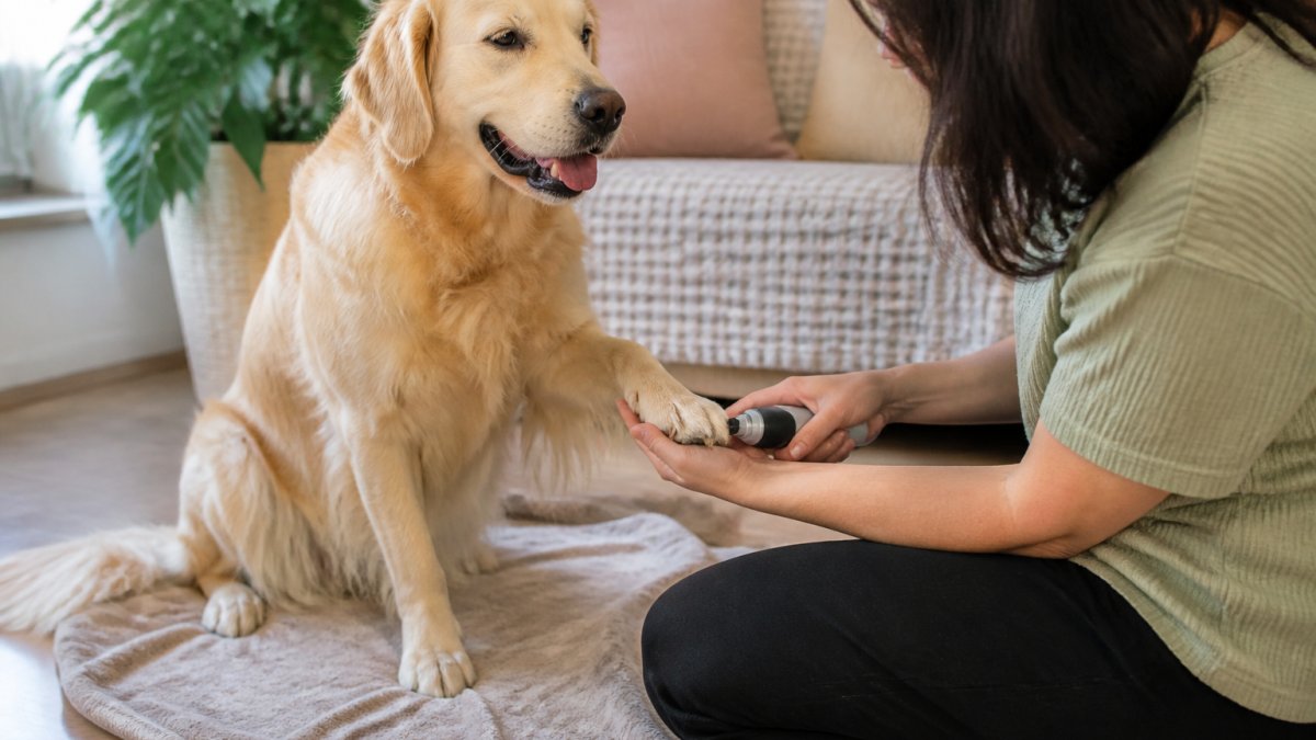Person gently holding a dog's paw to grind its nails on a living room floor