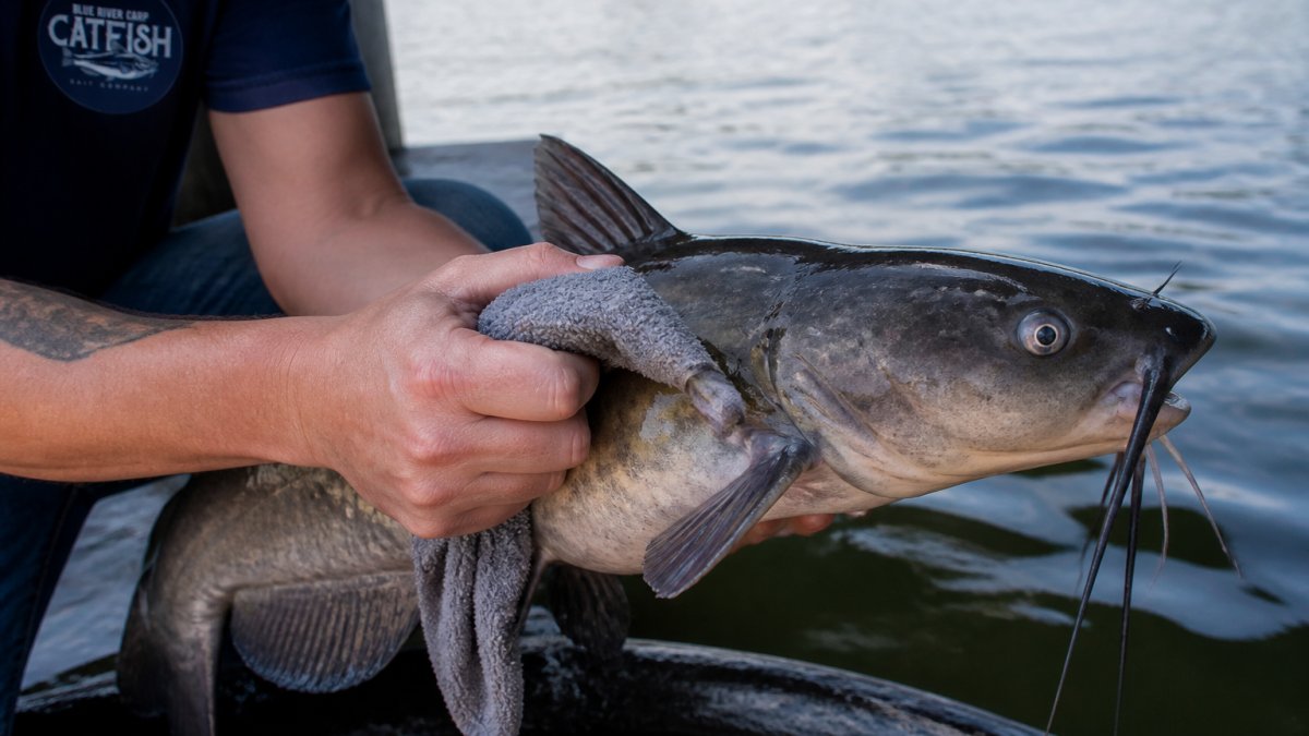 Diagram demonstrating the safe technique for gripping a catfish behind the pectoral spines using a wet rag.