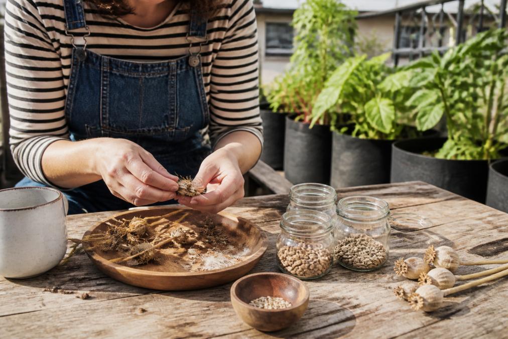 How to Save Open Pollinated Seeds
