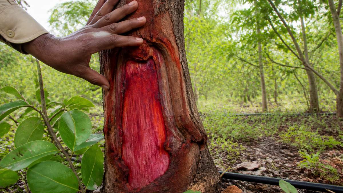 A close-up photograph of a mature red sandalwood tree trunk with deep red heartwood visible where the bark has been cut away, surrounded by green leaves and a drip irrigation line, with a farmer's hand resting on the trunk