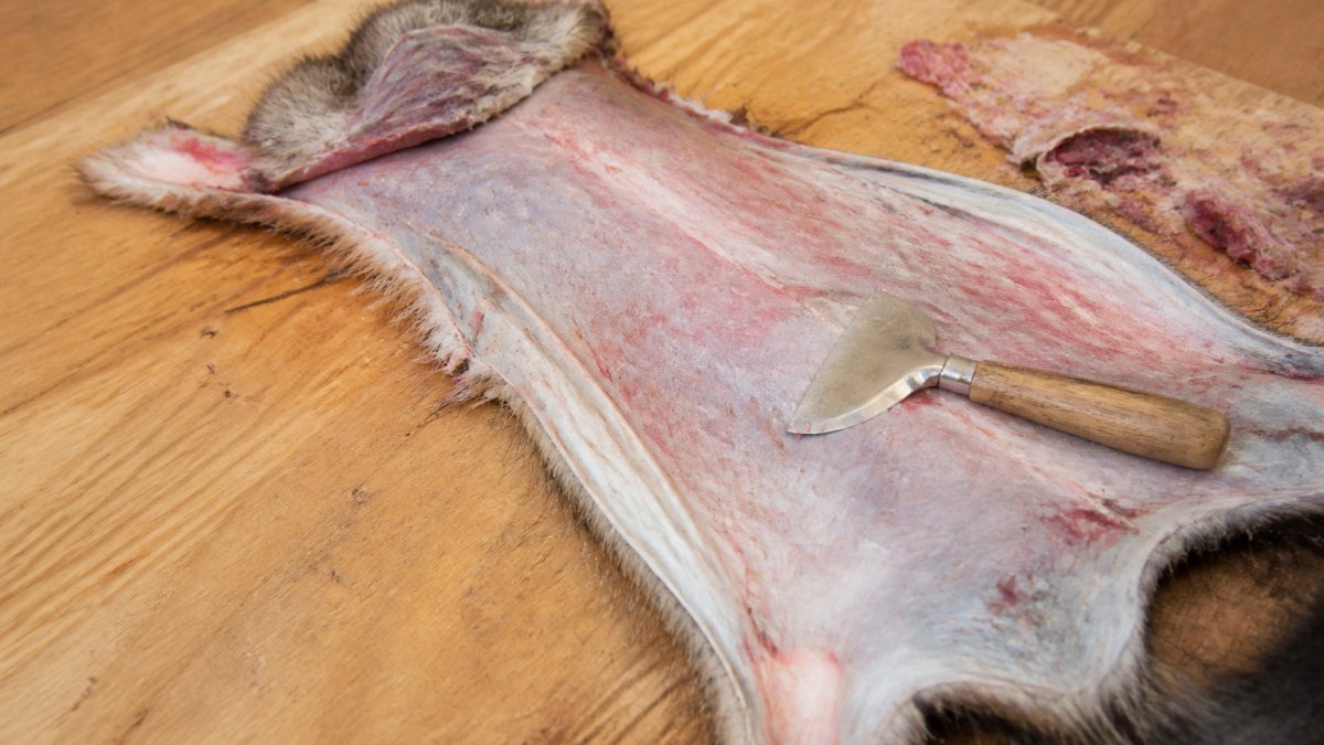Step-by-step guide on scraping and stretching pelts to sell wild harvested fur professionally.