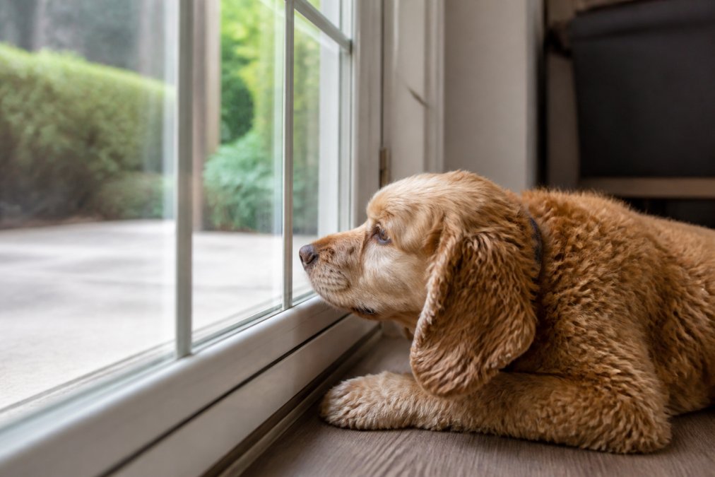 How to Soothe Dog Separation Anxiety: A Step-by-Step Guide