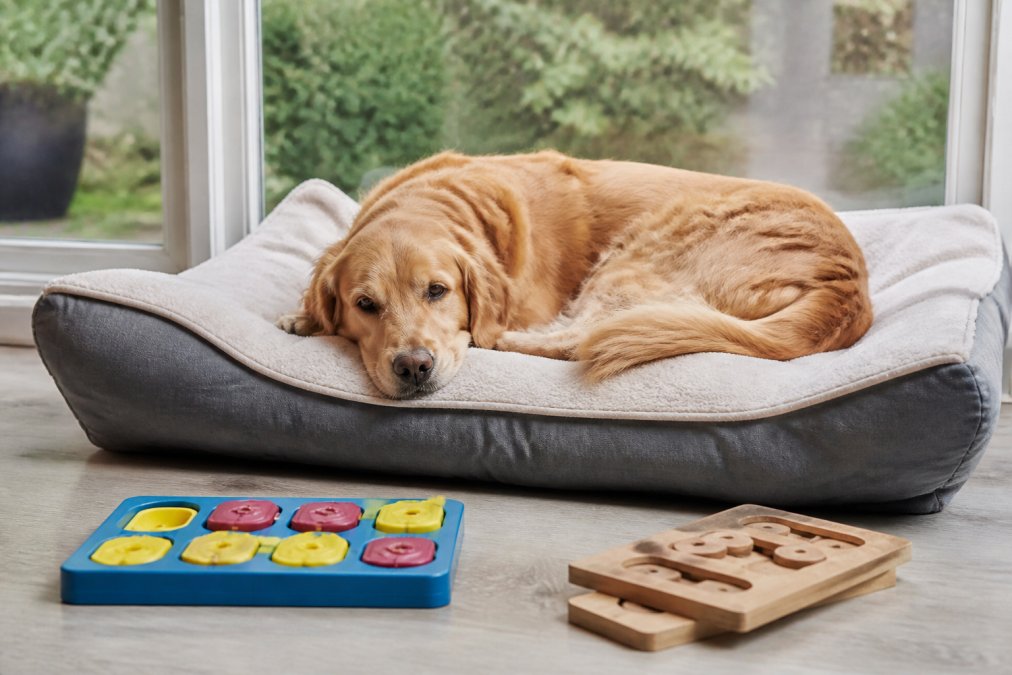 Calm dog resting on comfortable bed in bright room with puzzle toys nearby, showing relaxed body posture and peaceful expression during training