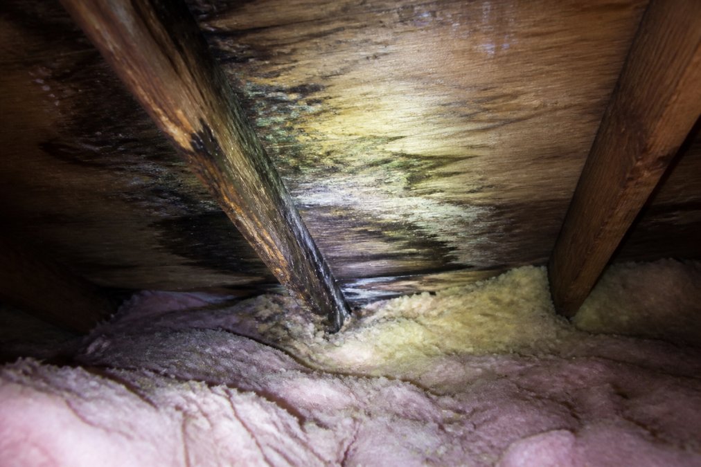 Close-up of attic rafters showing dark water stains, damp insulation, and visible mold growth along the roof deck boards, illuminated by a single flashlight beam in a dim attic space