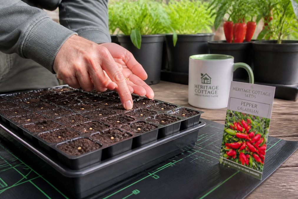Close-up of hands pressing small pepper seeds into a seedling tray filled with dark, moist seed starting mix, with a heat mat visible underneath the tray on a wooden table