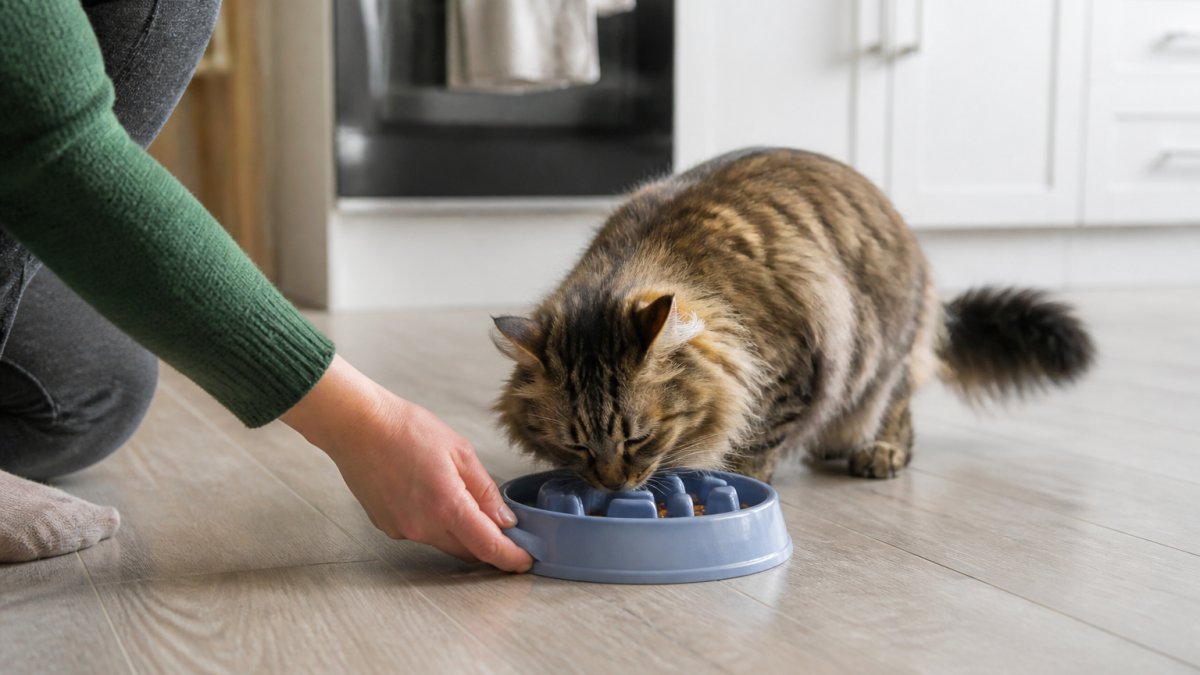 A person places a maze-style slow feeder bowl on a kitchen floor for a cat to eat from during a meal.