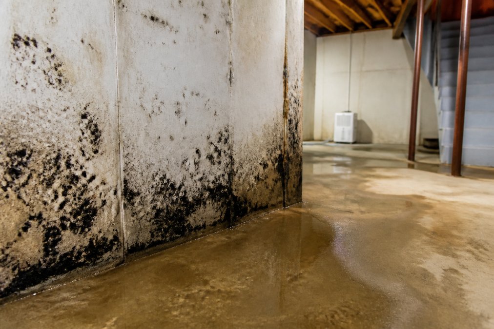 How to Stop Basement Mold Growth for Good