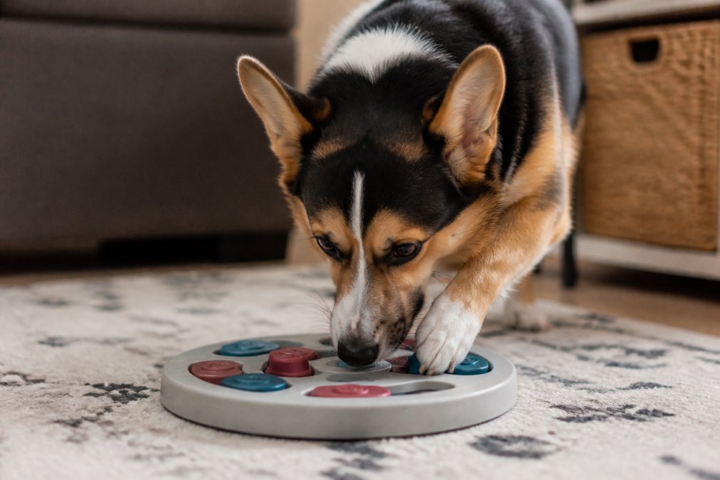 Infographic illustrating how puzzle toys provide mental stimulation to reduce boredom barking in dogs