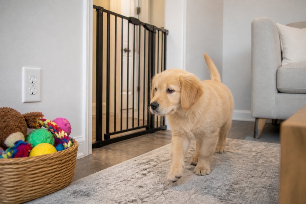 A golden retriever puppy exploring a bright living room with a black foldable safety gate blocking a hallway, chew toys organized in a wicker basket, and outlet covers visible
