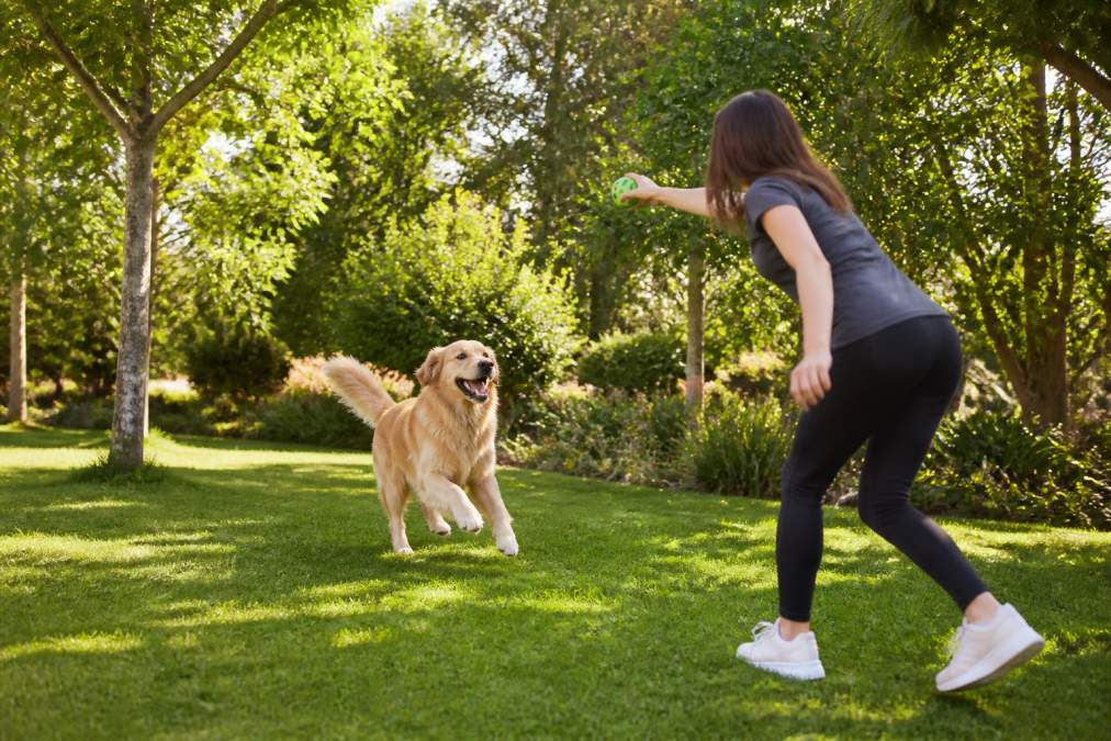 A dog owner playing fetch with their energetic dog in a sunny garden, both engaged in active movement with trees and grass visible