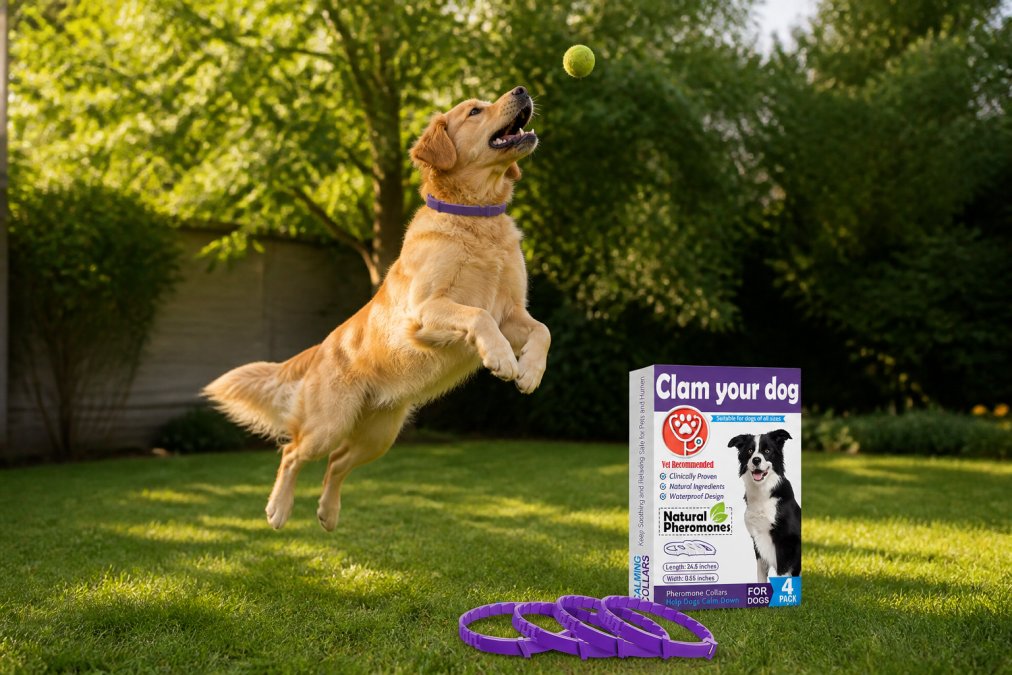 Active golden retriever playing fetch in a sunny backyard, leaping to catch a ball mid-air with trees and grass in background