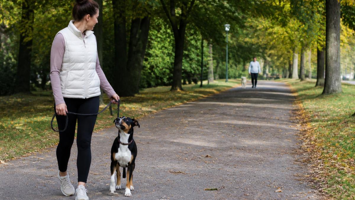 A handler walking a medium-sized dog on a loose leash in a quiet park, keeping a clear gap between the dog and a distant dog walker in the background, with the dog looking calmly toward the handler