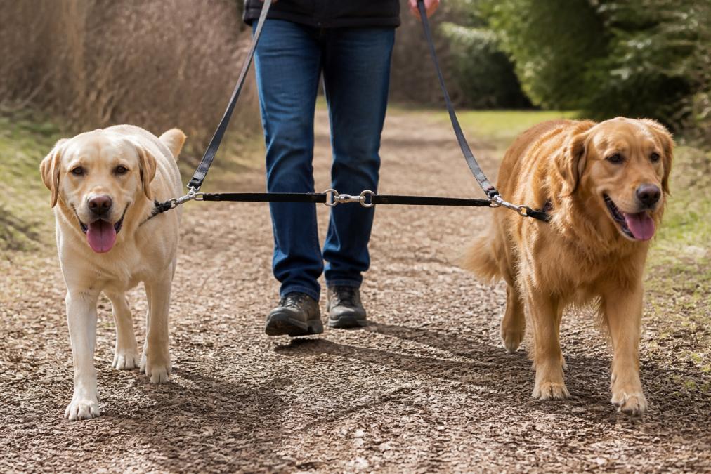 Professional illustration showing stop dog leash tangling