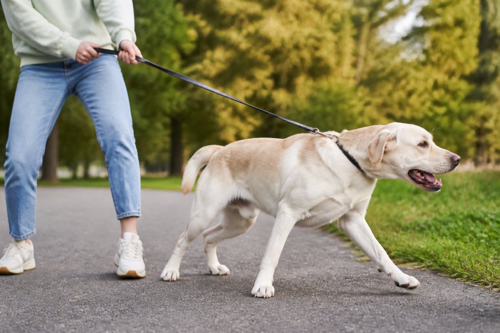 How to Stop Dog Pulling on Leash: 2026 Guide