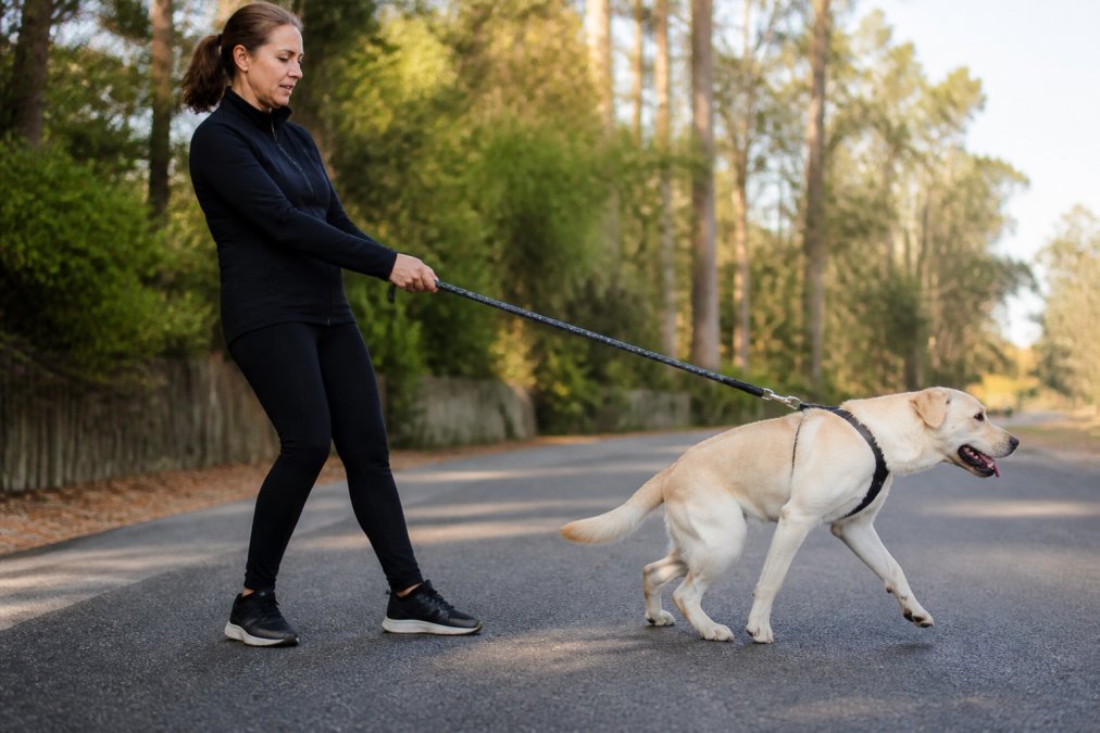 How to Stop Dog Pulling on Leash: A 2026 Guide