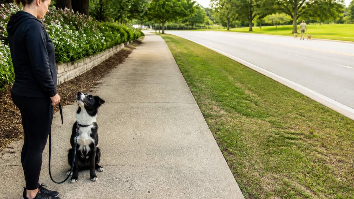 A dog owner standing on a quiet sidewalk with their dog in a calm sit position, looking toward the owner instead of a distant dog walker, with clear space between them