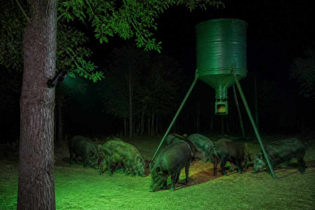 Green feeder lighting illuminating a nighttime hunting area