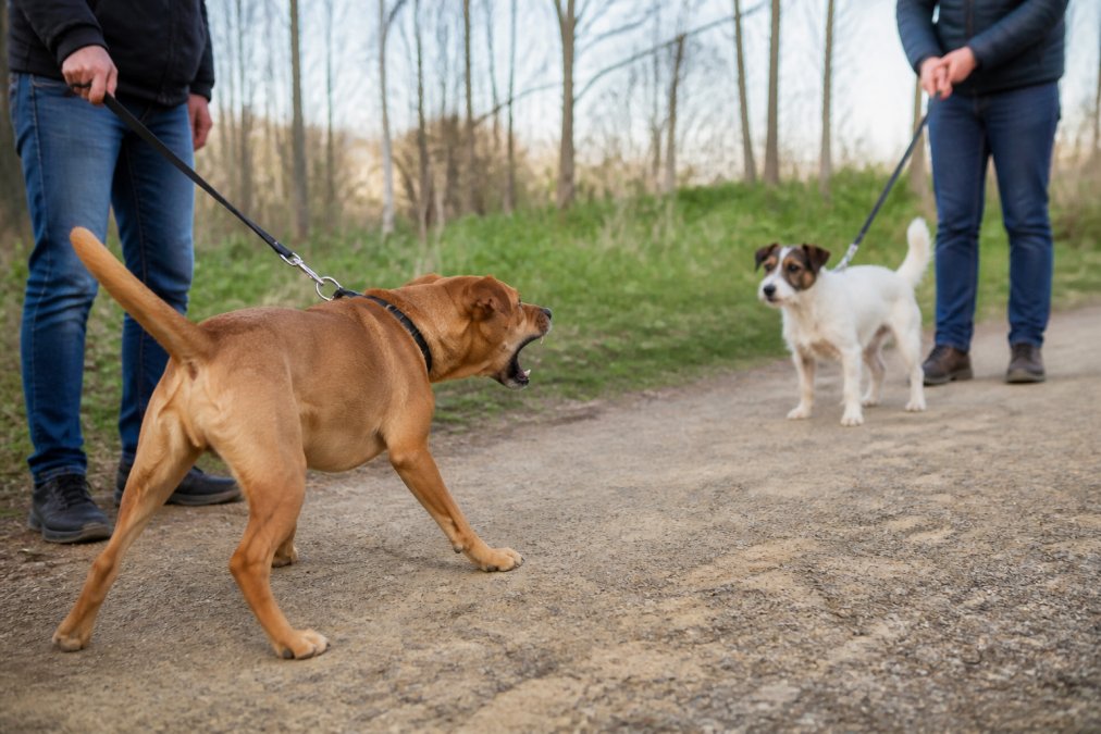 How to Stop Leash Reactivity: A Step-by-Step Guide