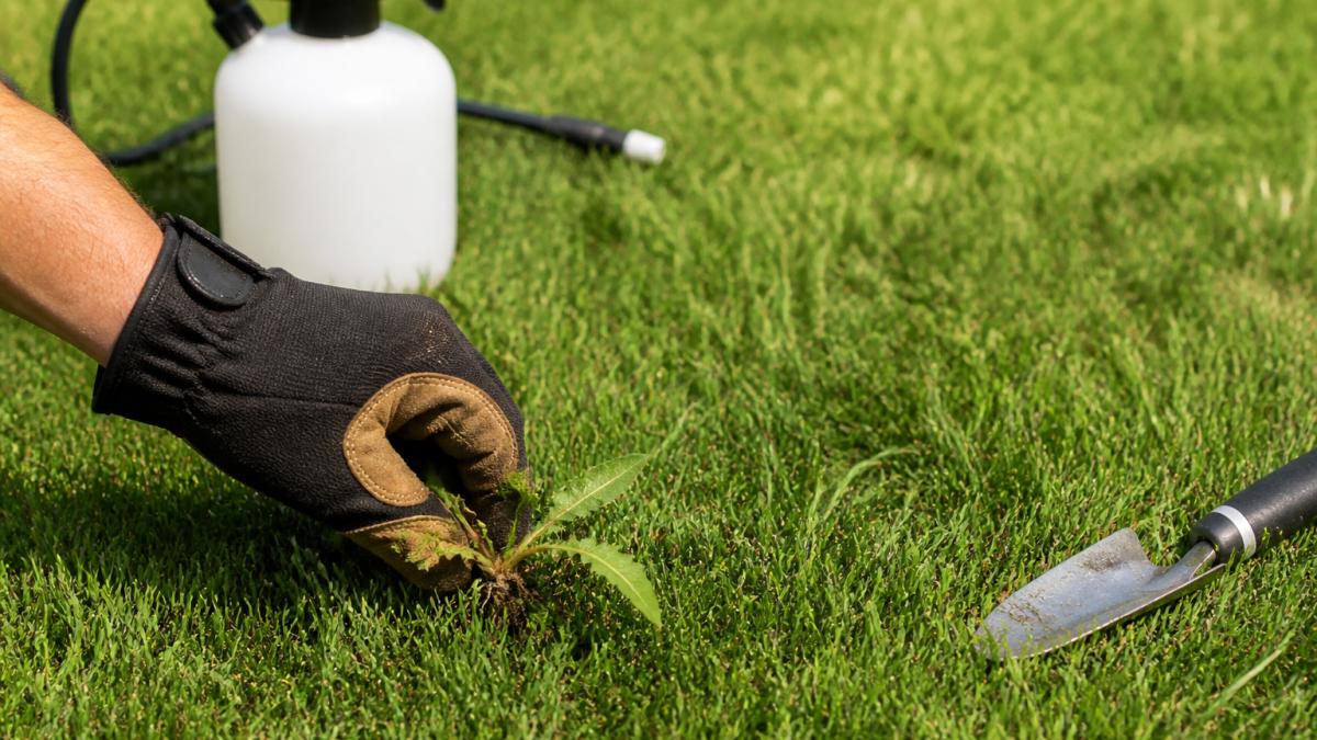 How to Stop Persistent Lawn Weeds: 7 Proven Methods